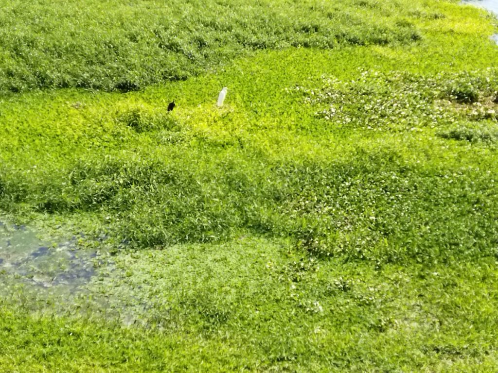 Ricarddo Barros Guerreiro