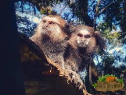 Ricarddo Barros Guerreiro