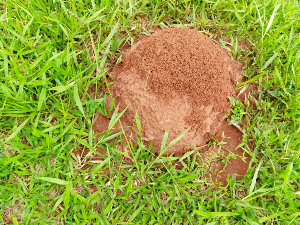 Ricarddo Barros Guerreiro