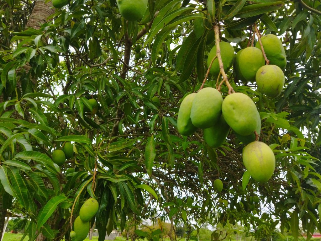 Ricarddo Barros Guerreiro